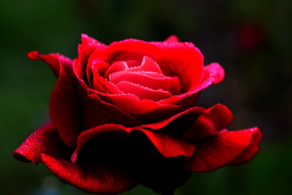 Heart petals romantic