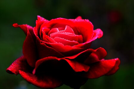 Heart petals romantic