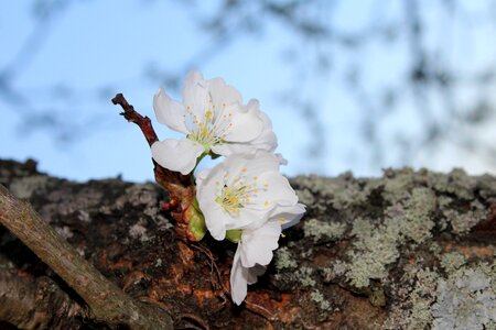 At the court of season spring