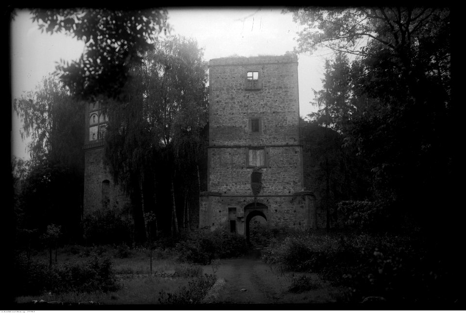 Narcyz Witczak-Witaczyński - Drzewica (107-576-1)