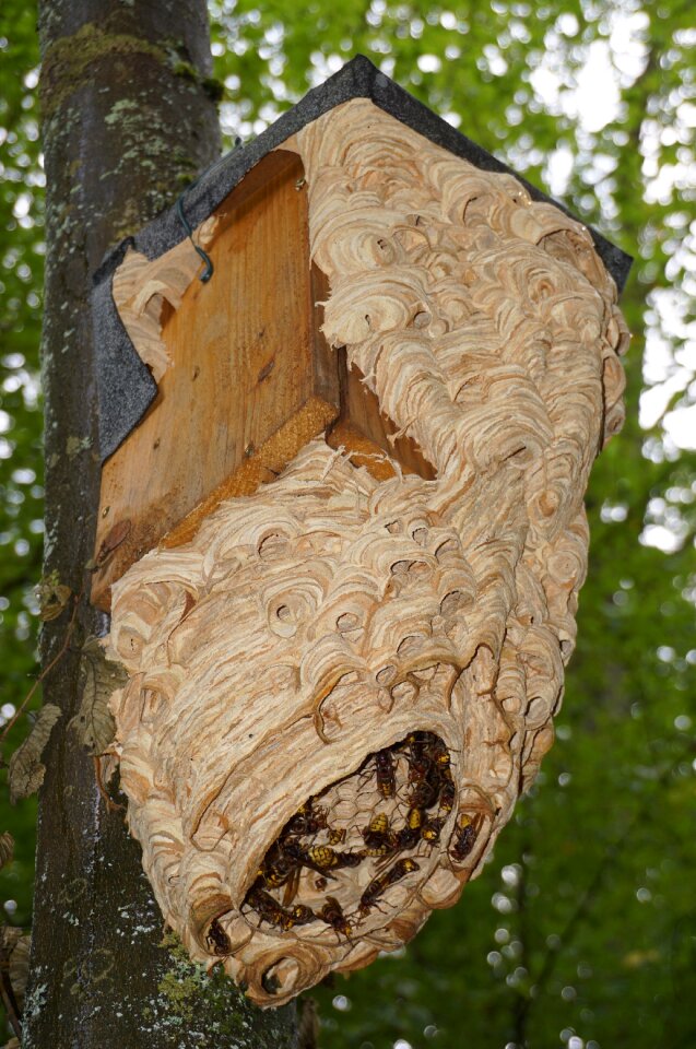 Insect animal entry hole