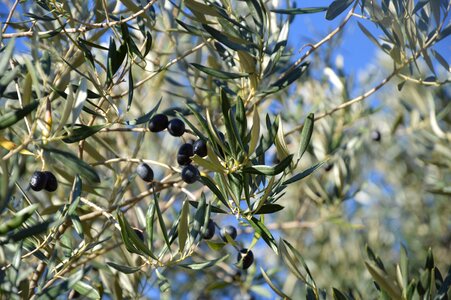 Olivier olives black olives