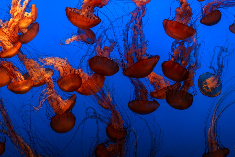 Ocean underwater blue photo