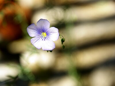 Bio purple flower petals