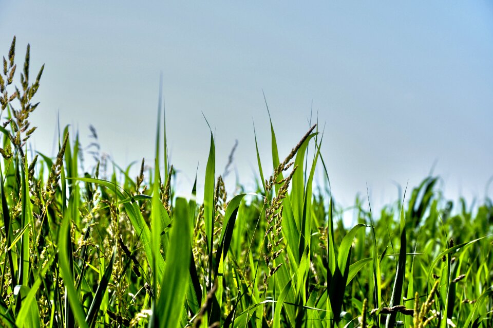 Vegetation aquatic plants marshy