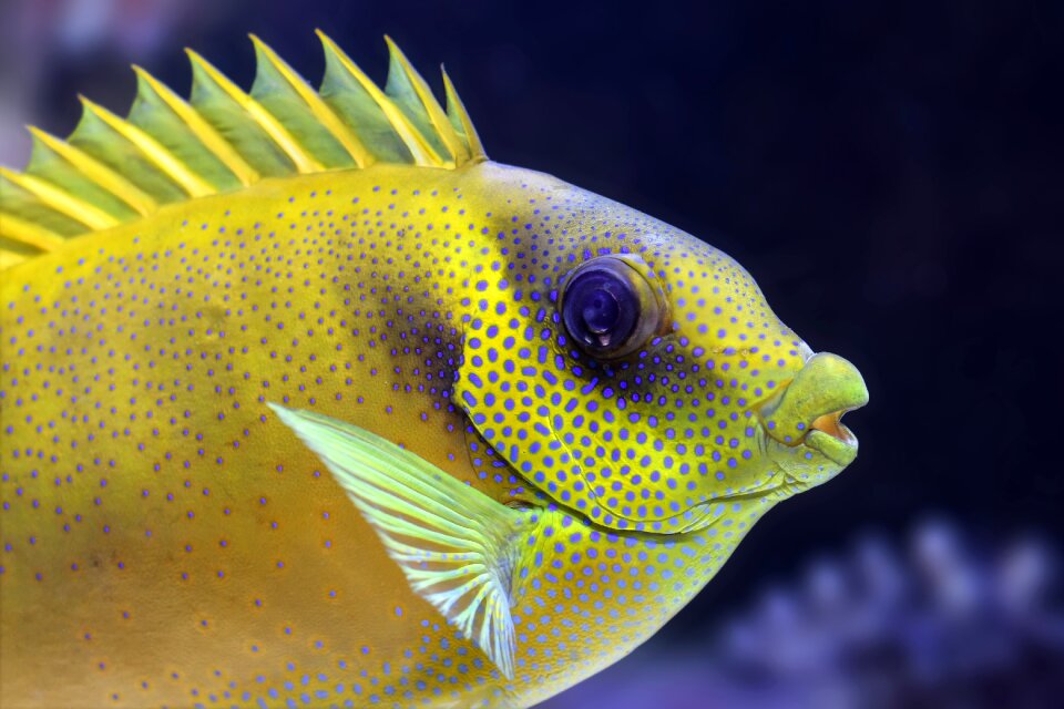Tropical yellow colorful