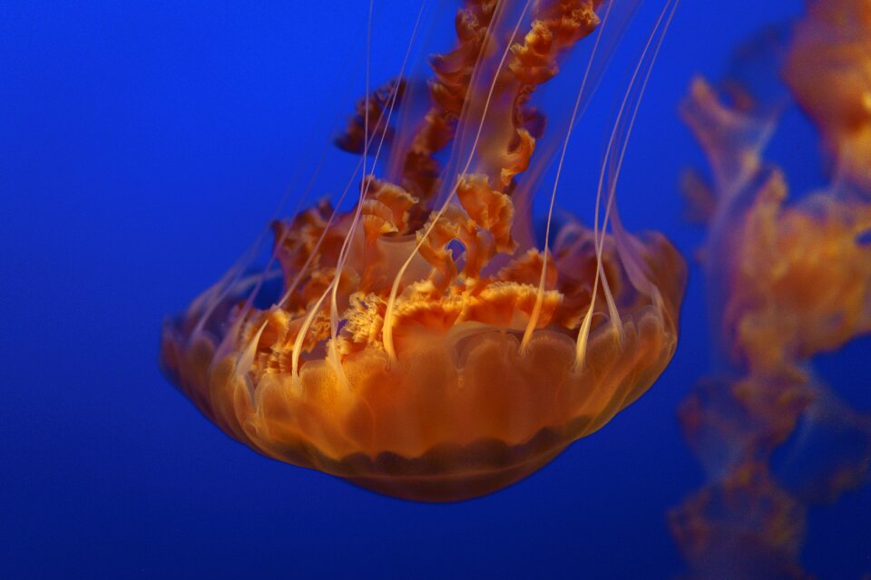 Ocean underwater blue