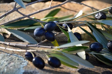 Olives olives black olivier