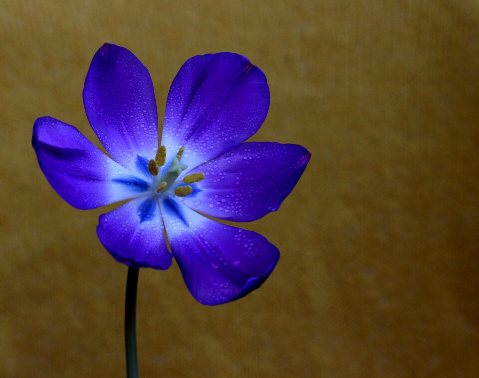 Mov flower plant