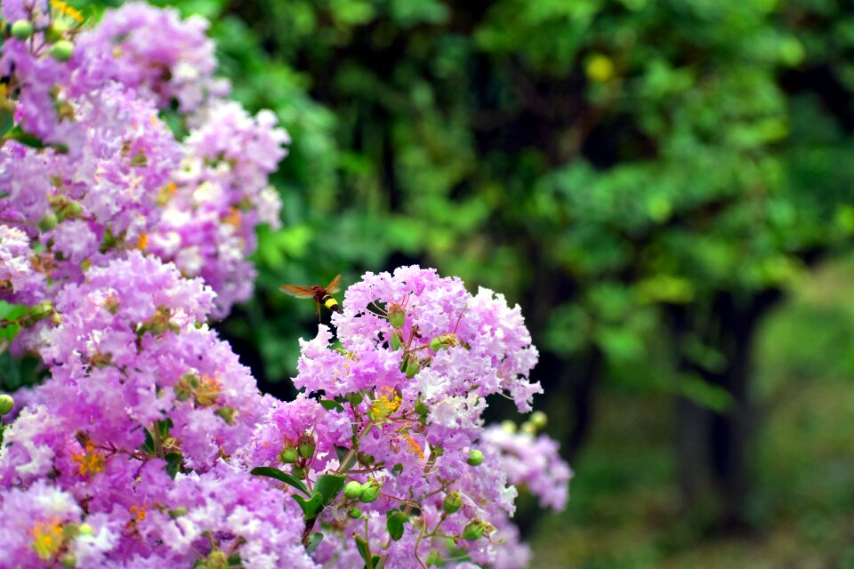 White flowers bunch honey bee