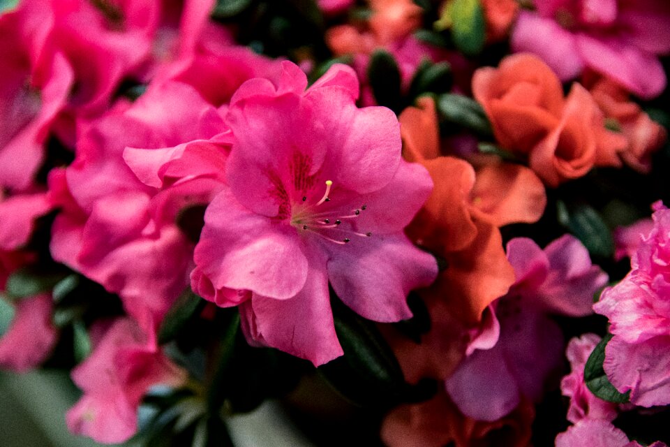 Bloom pink flower photo
