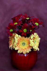 Gerbera chrysanthemums yellow