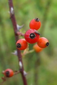 Red autumn autumn fruits