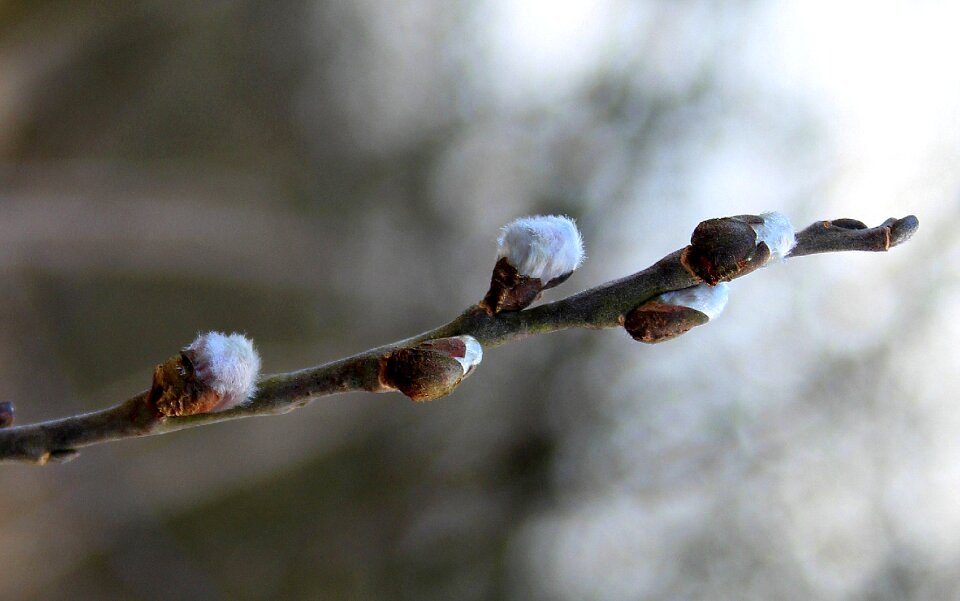 Early spring at the court of plant