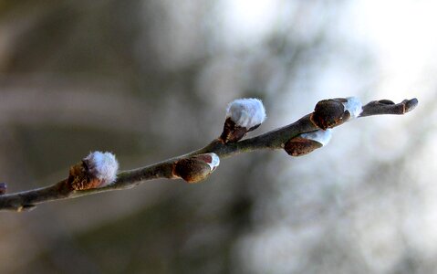 Early spring at the court of plant