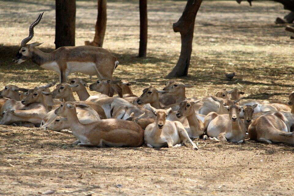 Wildlife nature animal