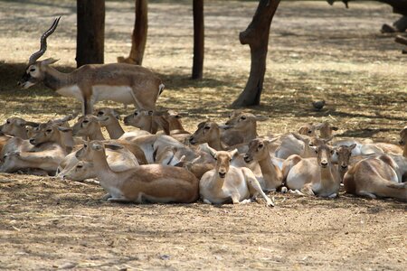 Wildlife nature animal