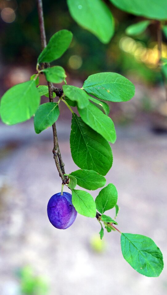 Fresh ripe tropical