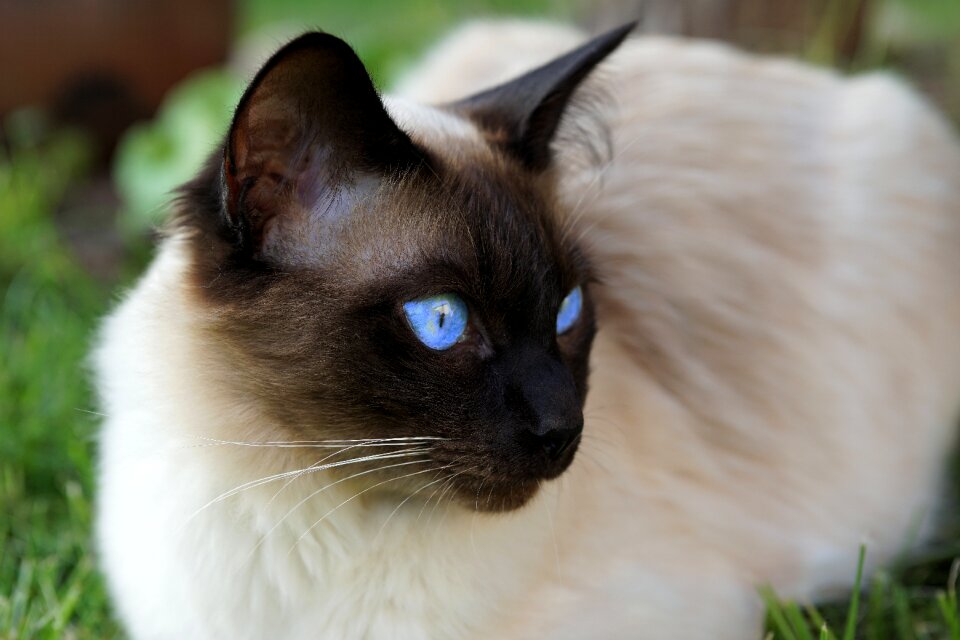 Domestic cat mieze breed cat