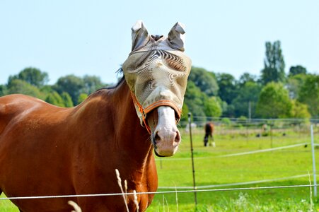Protection flying saddle horse