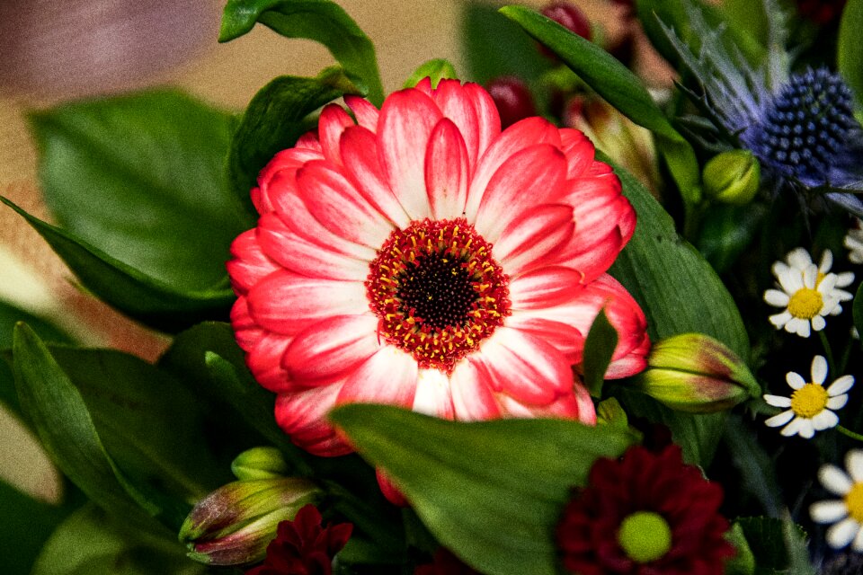 Gerbera flowers schnittblume
