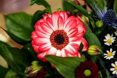 Gerbera flowers schnittblume photo