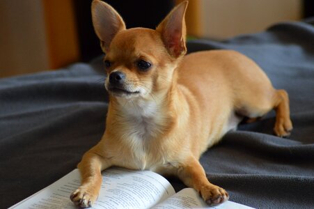 Dog book read photo