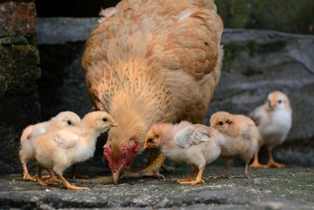 Bird hen（poultry） dames