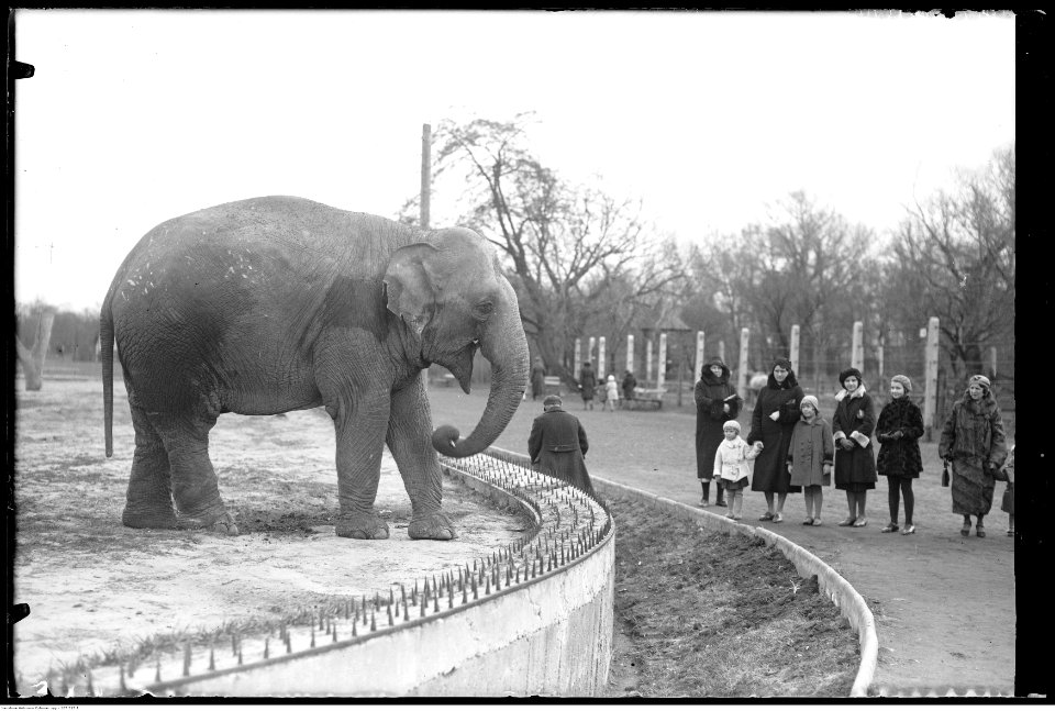 Narcyz Witczak-Witaczyński - Ogród zoologiczny w Warszawie (107-517-1)