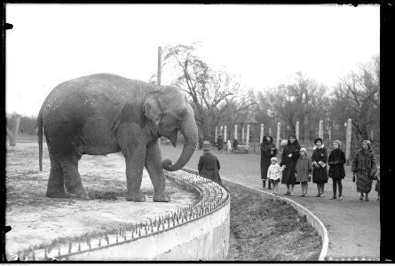 Narcyz Witczak-Witaczyński - Ogród zoologiczny w Warszawie (107-517-1)