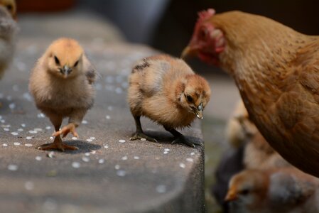 Poultry animal nature