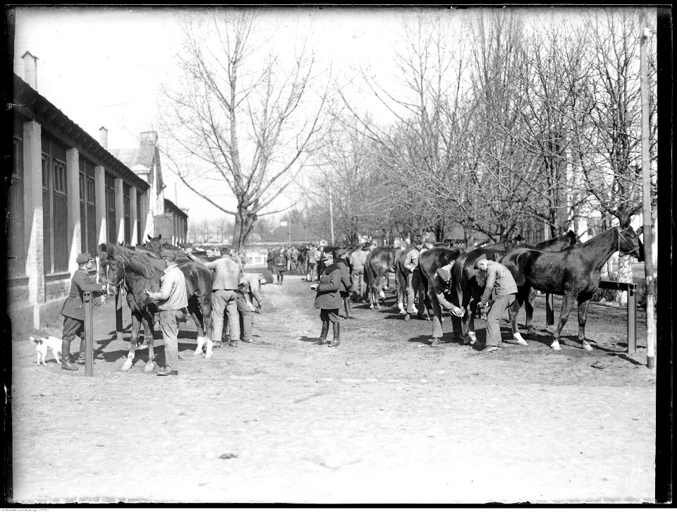 Narcyz Witczak-Witaczyński - Pielęgnacja koni (107-88-1)