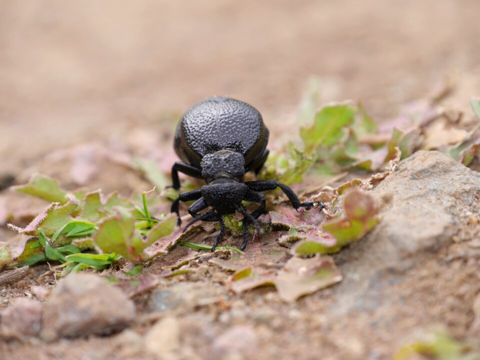 Canary islands nature insect