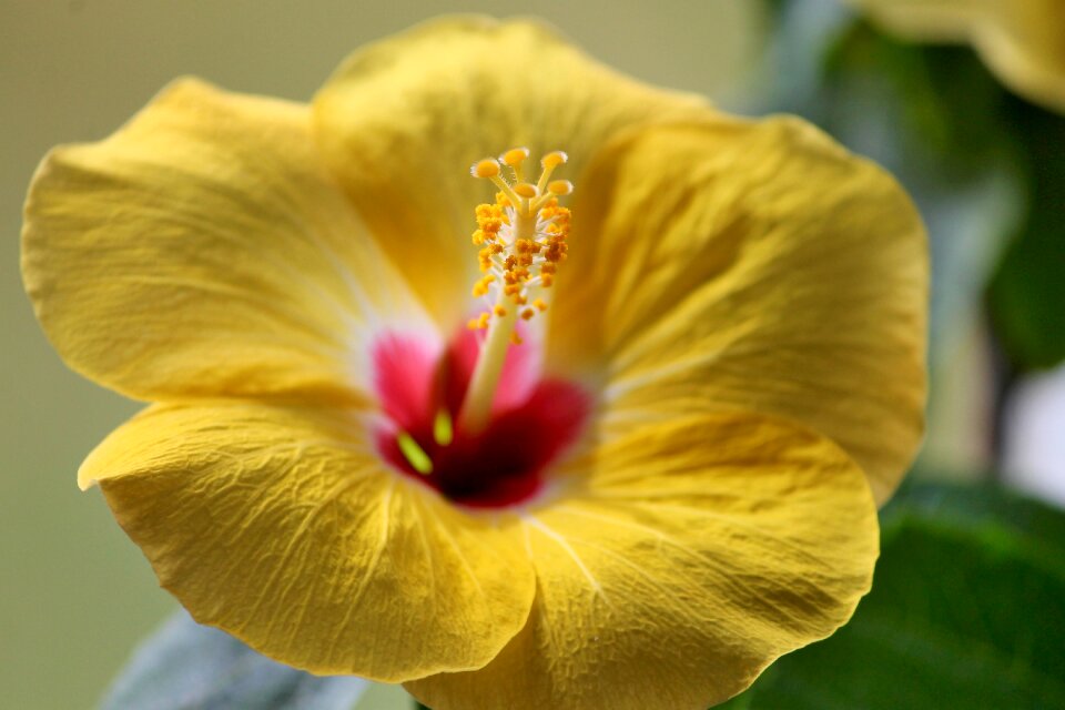 Bloom yellow flower