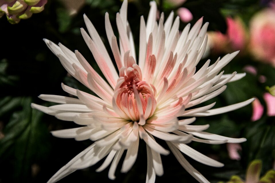 Blossom bloom pink