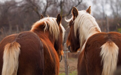 Horses couple portrait