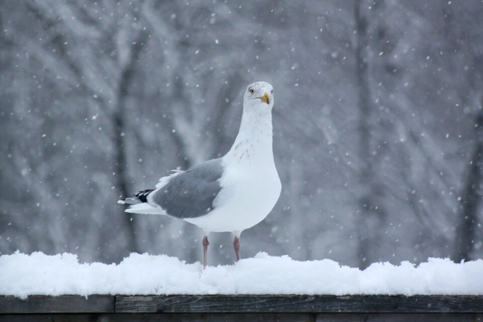 Snowing railing cold