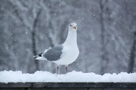 Snowing railing cold