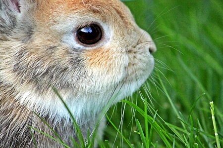 Hare long eared dwarf bunny