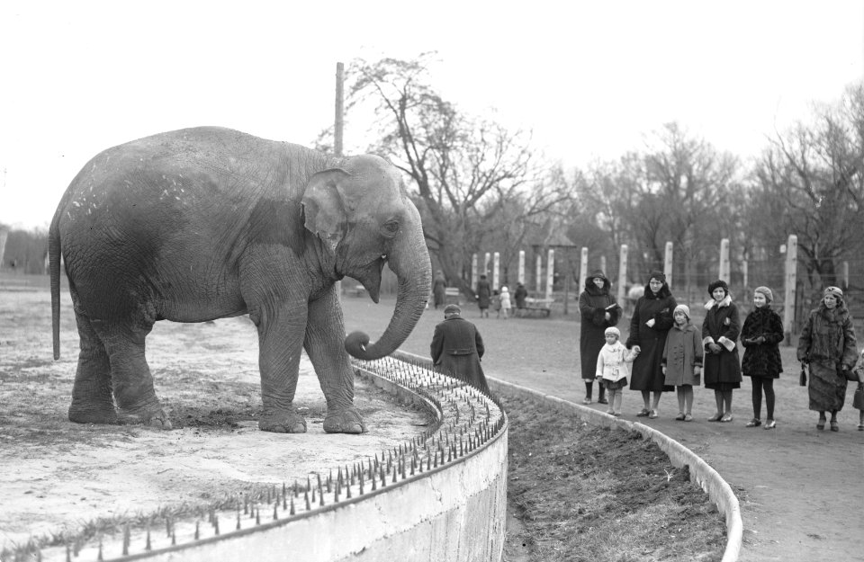 Narcyz Witczak-Witaczyński - Ogród zoologiczny w Warszawie (107-517-1) (cropped)