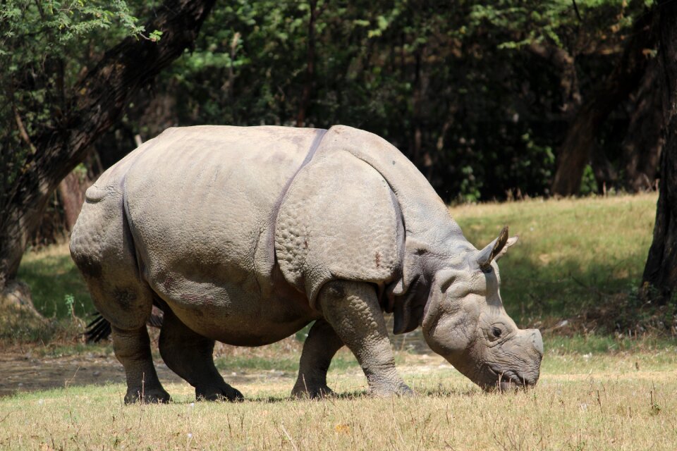 Wildlife wild nature