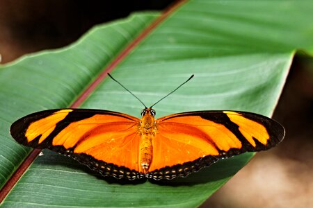 Tropical wing orange