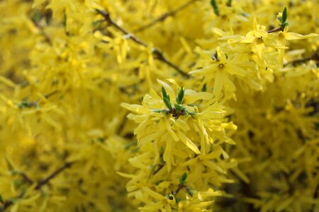 Season sheet yellow