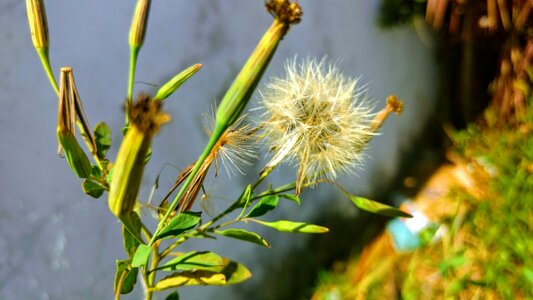White flower nature plant