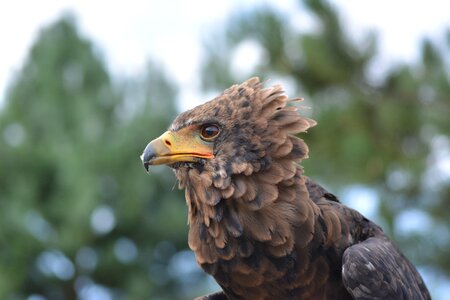 Animal world bird of prey adler photo