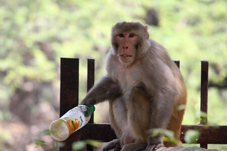 Wildlife macaque mammal photo