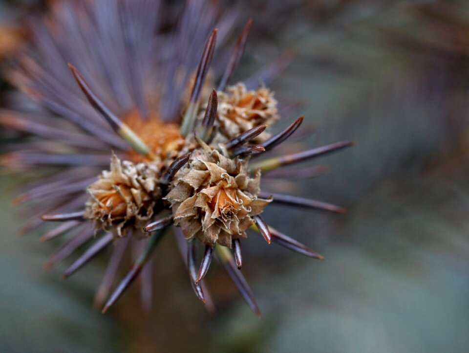 Brad flower inflorescence