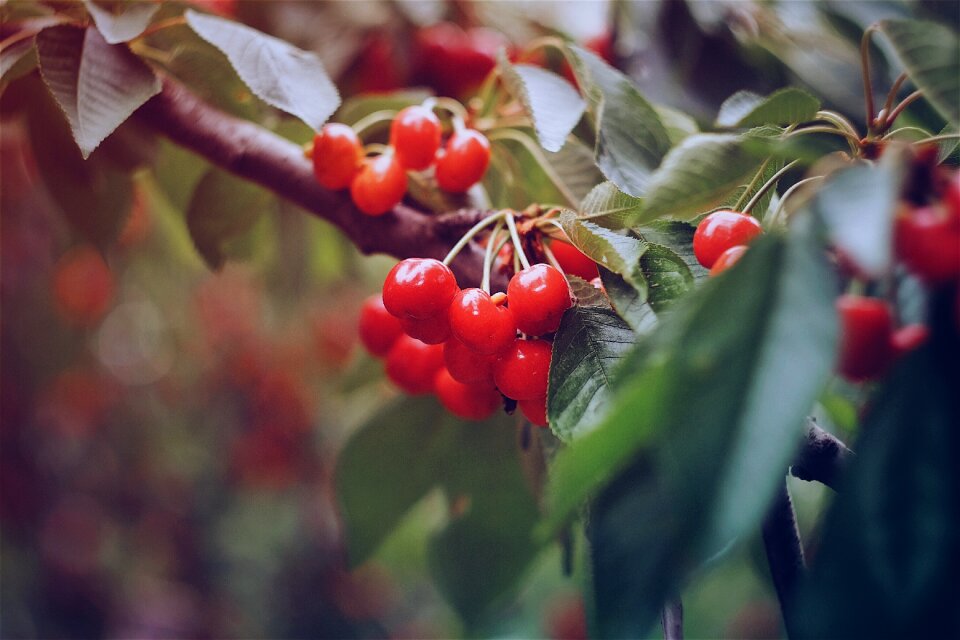 Tree plant nature