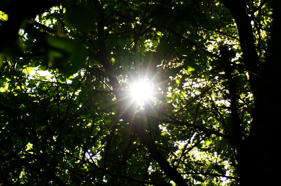 Leaves light nature