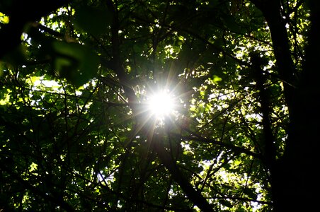 Leaves light nature